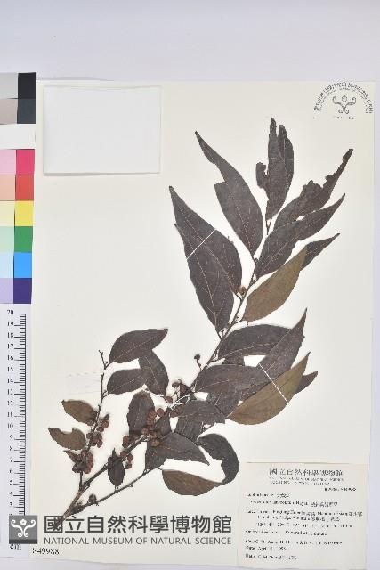 披針葉饅頭果藏品圖，第1張