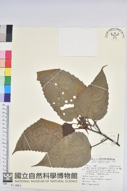 紅肉橙蘭、華血桐藏品圖，第1張