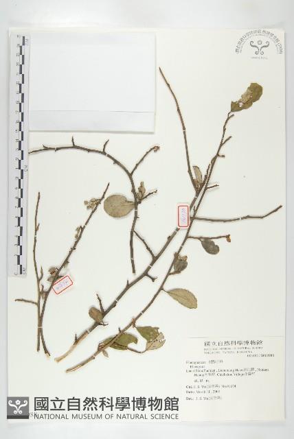 登錄號:S068988藏品圖，第1張