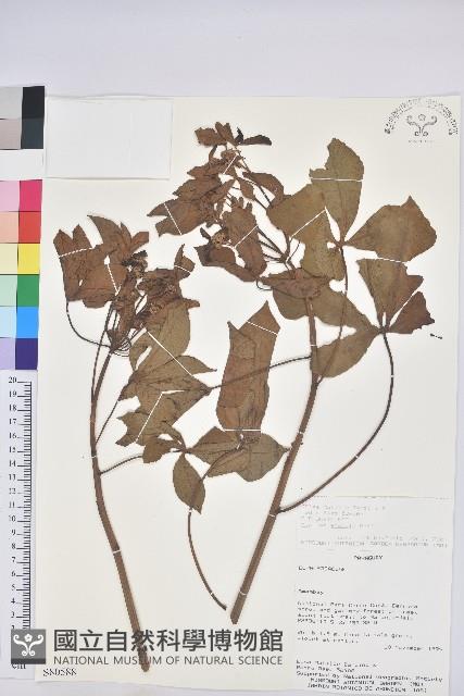 登錄號:S080588藏品圖，第1張