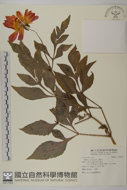 大麗花藏品圖，第1張