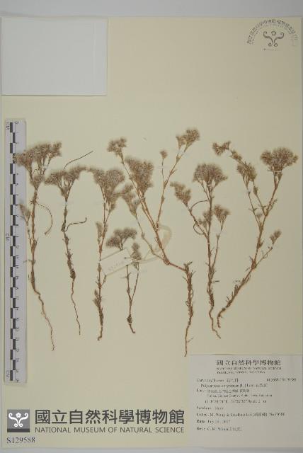 白鼓釘藏品圖，第1張