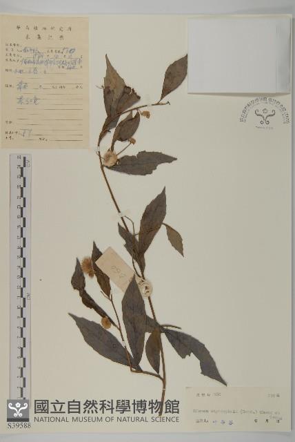 大頭艾納香藏品圖，第1張