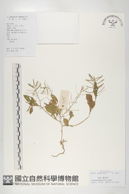 葶藶藏品圖，第1張