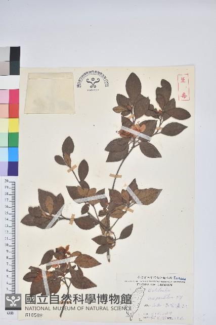 南澳杜鵑藏品圖，第1張