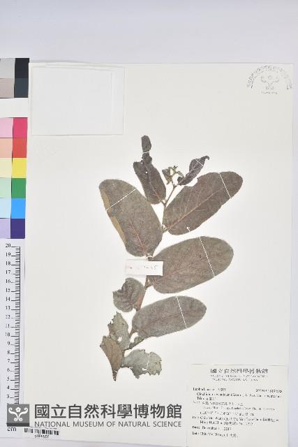 赤血仔藏品圖，第1張