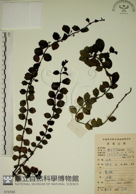 拎壁龍藏品圖，第1張