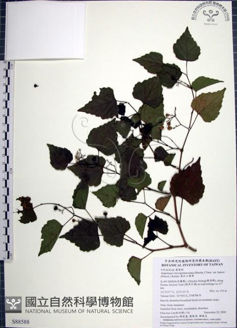 漢氏山葡萄藏品圖，第1張