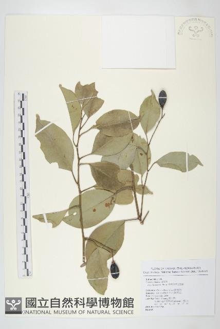 亨利氏伊立基藤藏品圖，第1張