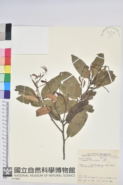 反刺苦櫧藏品圖，第1張