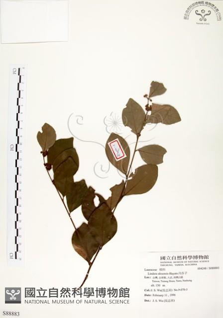 內苳子藏品圖，第1張