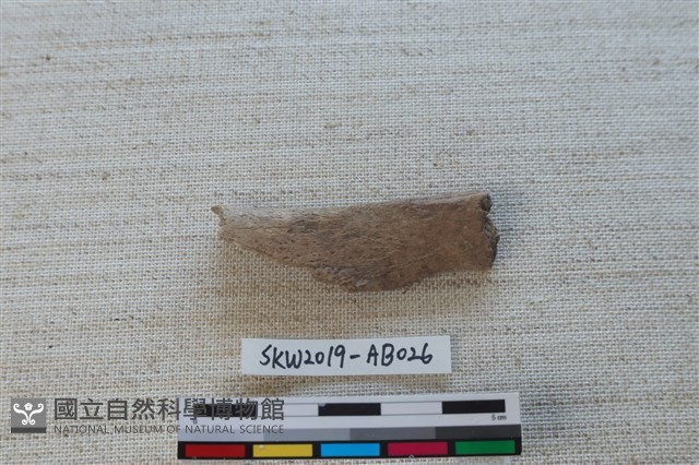 獸骨藏品圖，第1張
