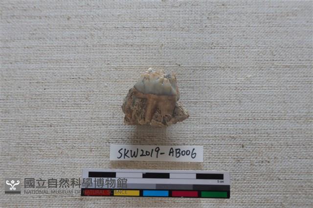 獸骨藏品圖，第1張