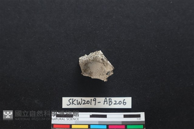 獸骨藏品圖，第1張