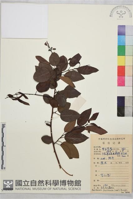 大黃鱔藤藏品圖，第1張