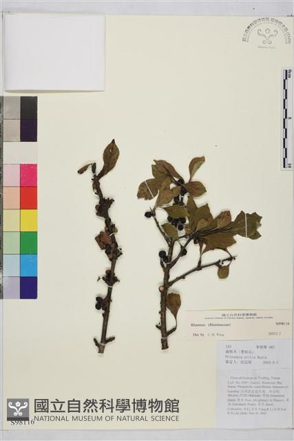 登錄號:S098116藏品圖，第1張