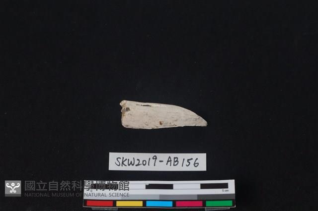 獸骨藏品圖，第1張
