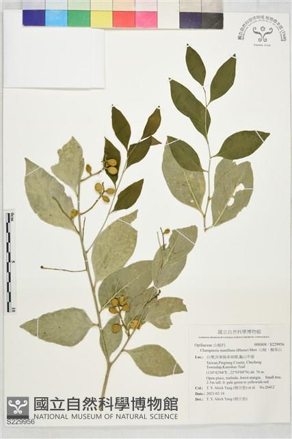 山柚、擬常山藏品圖，第1張