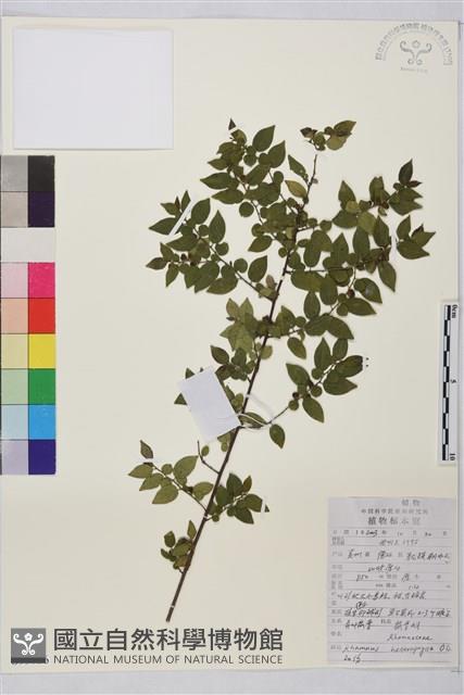 異葉鼠李藏品圖，第1張