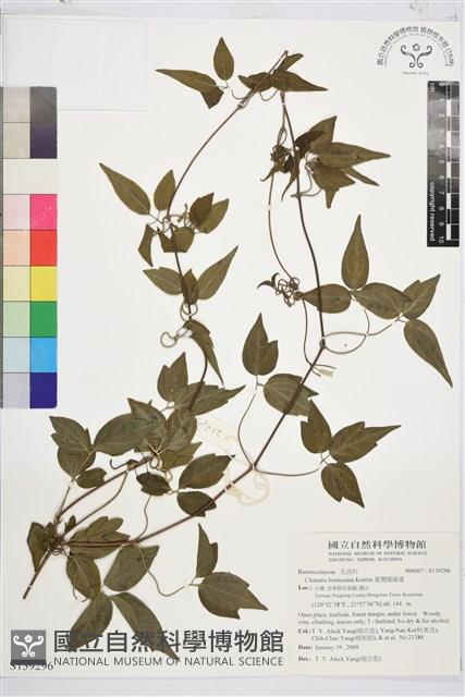 臺灣鐵線蓮藏品圖，第2張