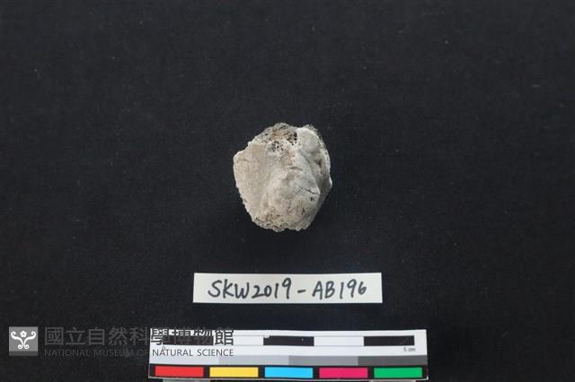 獸骨藏品圖，第1張