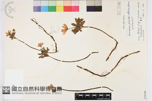 登錄號:S058396藏品圖，第1張