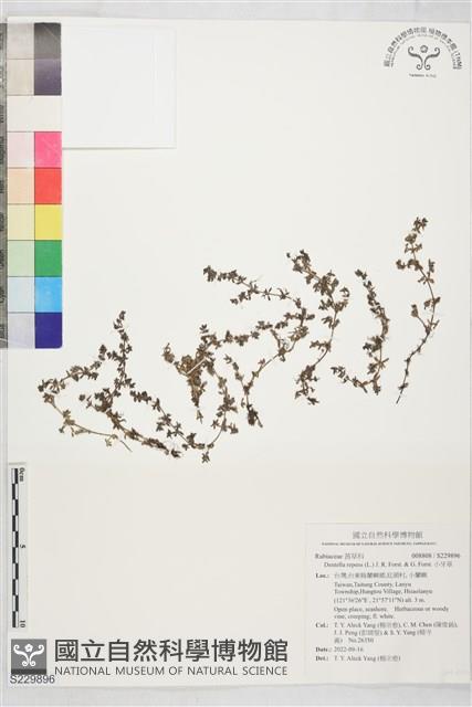 小牙草藏品圖，第1張