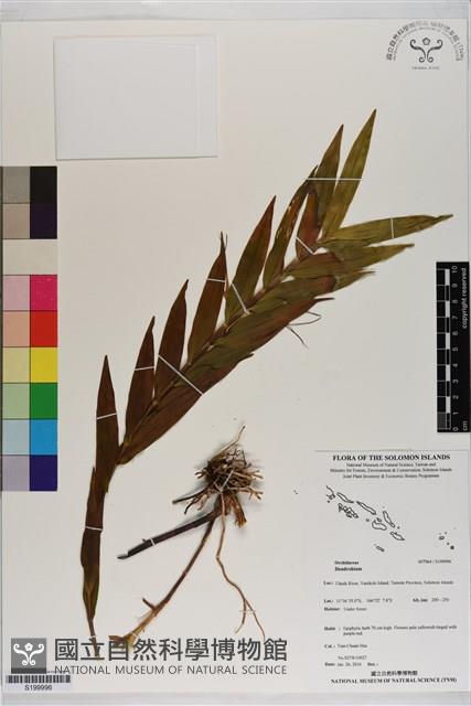 Accession Number:S199996 Collection Image