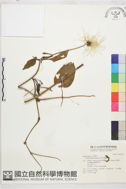 田代氏鐵線蓮藏品圖，第2張