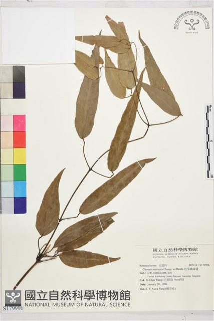 柱果鐵線蓮藏品圖，第1張