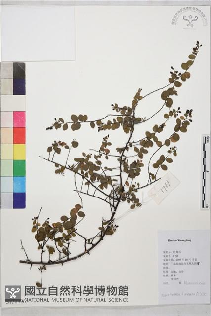 小葉黃鱔藤藏品圖，第1張