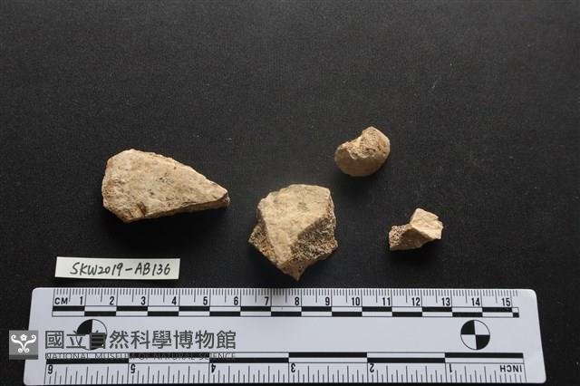 獸骨藏品圖，第1張
