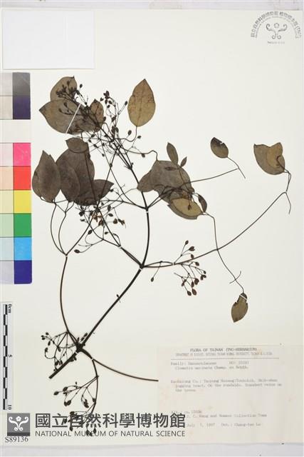 柱果鐵線蓮藏品圖，第2張