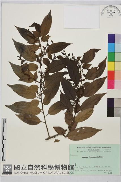 桶鉤藤藏品圖，第1張