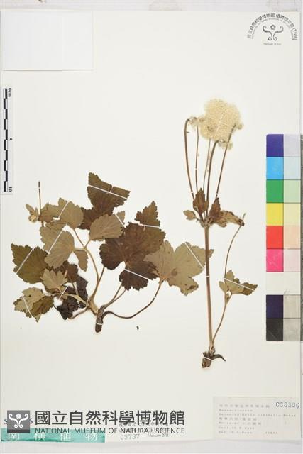 小白頭翁藏品圖，第1張