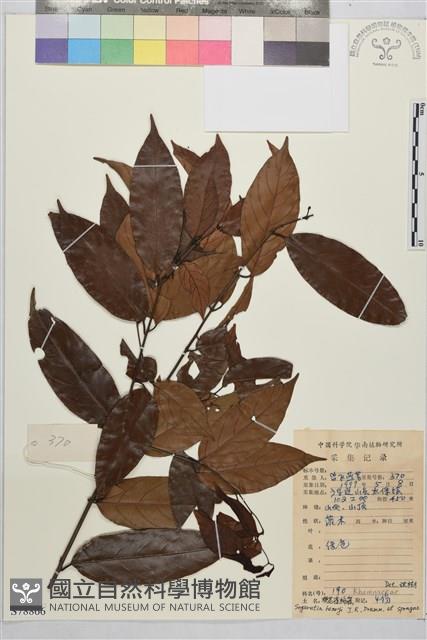 梗花雀梅藤藏品圖，第1張