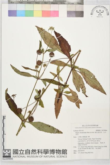 頭花香苦草、白冇骨消藏品圖，第1張