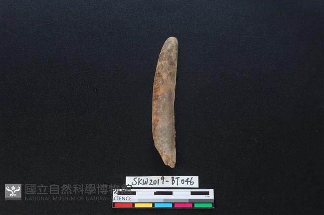 骨尖器殘件藏品圖，第1張