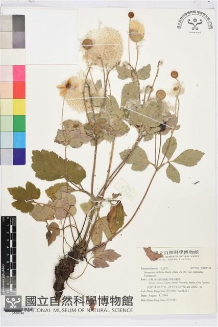 登錄號:S189746藏品圖，第1張