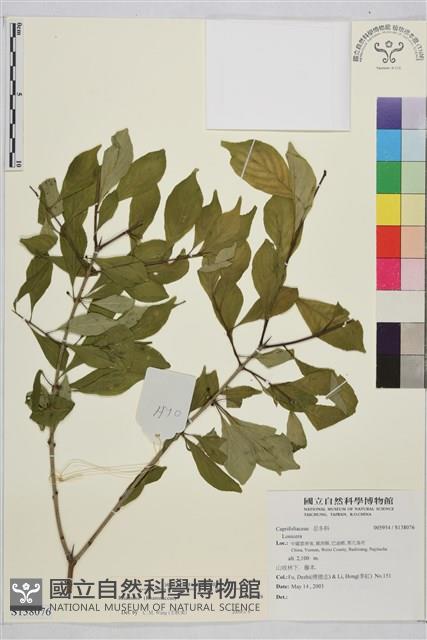 登錄號:S138076藏品圖，第1張