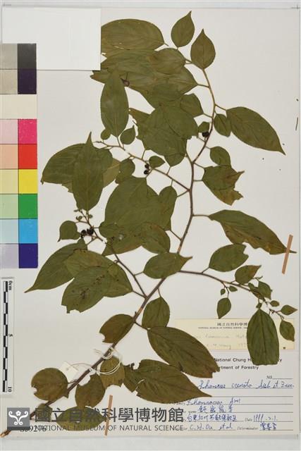 桶鉤藤藏品圖，第1張