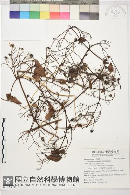 圓錐鐵線蓮藏品圖，第1張