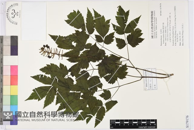 類葉升麻藏品圖，第1張