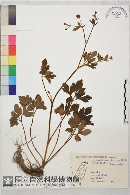 辣子草、揚子毛茛藏品圖，第1張