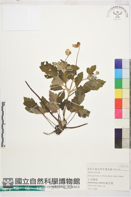 小白頭翁藏品圖，第1張