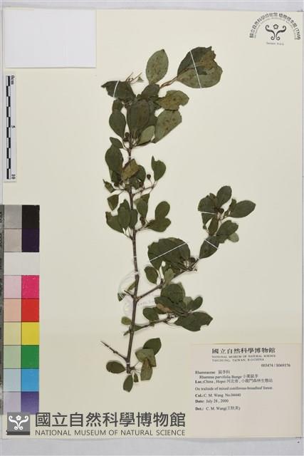 小葉鼠李藏品圖，第1張