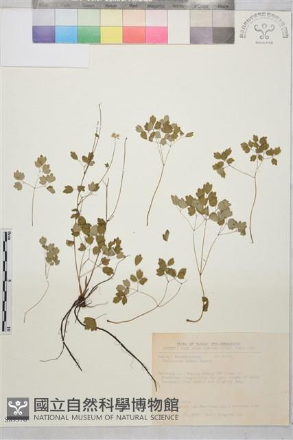 傅氏唐松草藏品圖，第1張