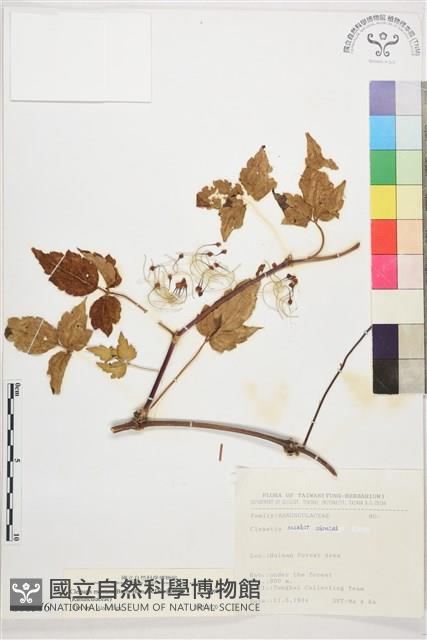 繡球藤藏品圖，第1張