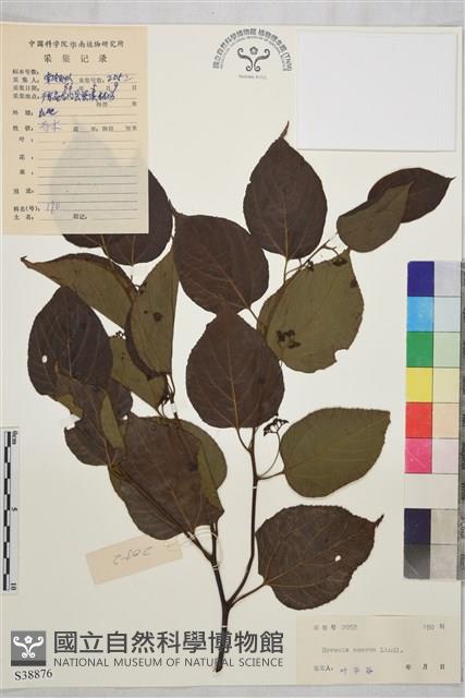 拐棗、枳椇藏品圖，第1張