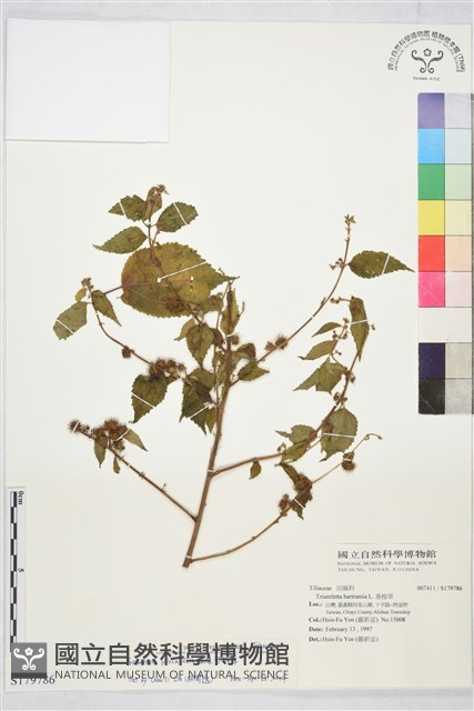 長葉垂桉草藏品圖，第1張